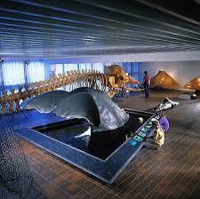 Gotenburg Natuurhistorisch Museum